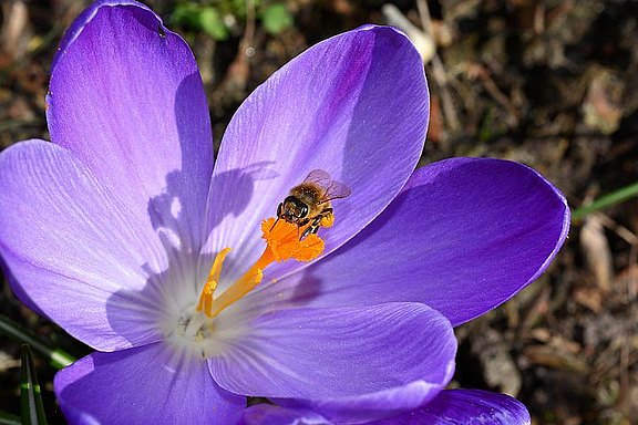 Das Bild zeigt eine geöffnete, lila Krokusblüte im Sonnenlicht. Auf dem orangenen Blütenstempel befindet sich eine Biene beim Nektarsammeln. 